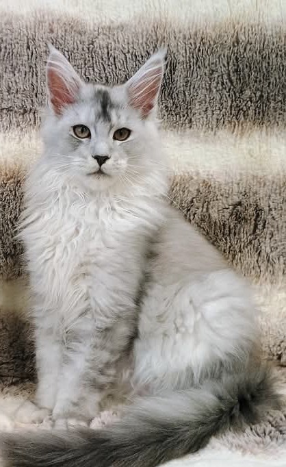 Mainská mývalí kočka - koťátko s PP - 4