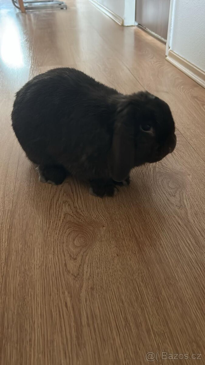 Beránek zakrslý králíček - 4