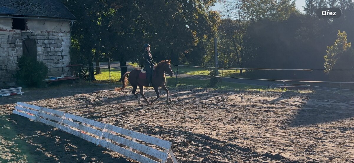 Tříletá klisna plemene slovenský sportovní pony - 4