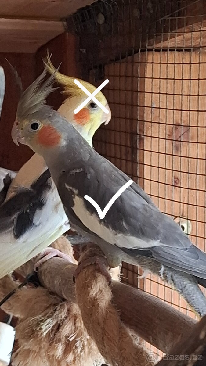 Korela chocholatá - 4