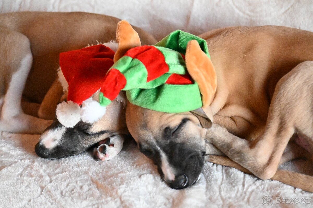 Vipet Whippet pejsek - 4