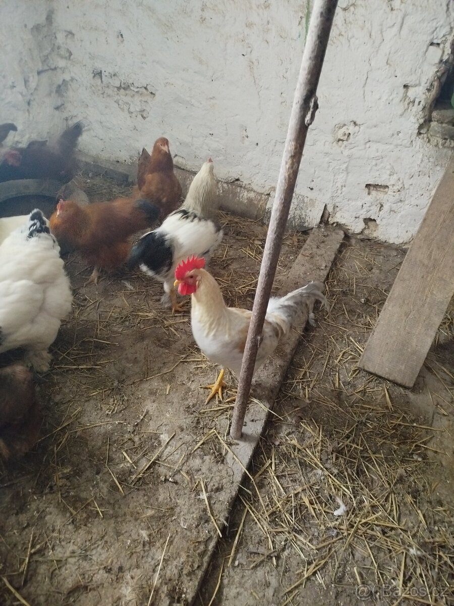 Prodám nasadova vajička - 4