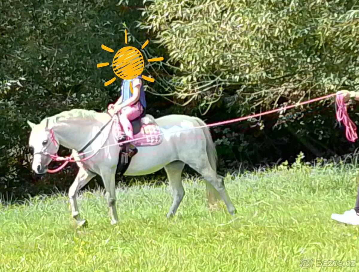 Welsh pony kobylka - 4