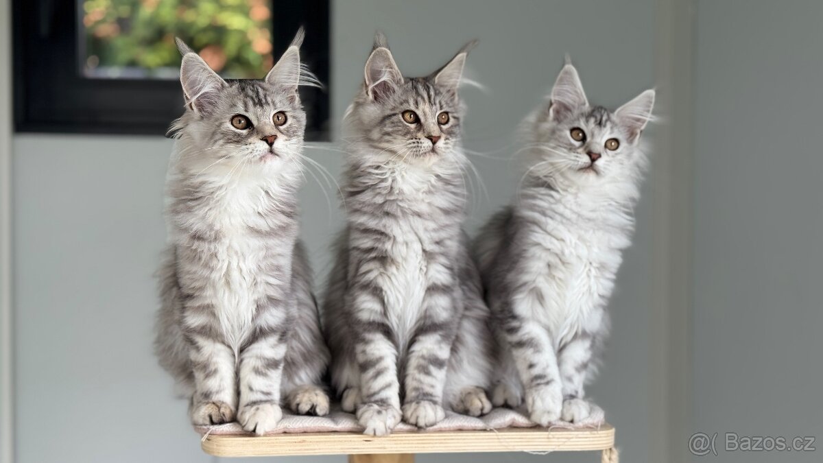 ⚜️Mainská Mývalí Maine Coon s PP⚜️ - 4