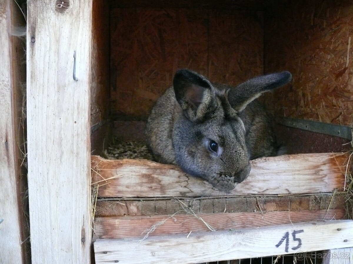 Prodám křížence králíků - 4