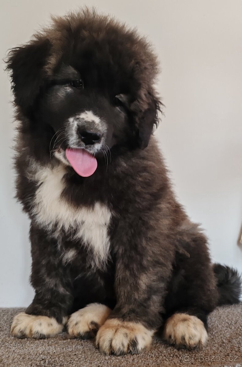 Kavkazský pastevecký pes s PP - 4