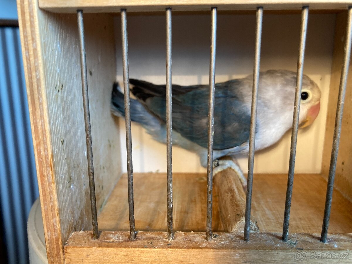 agapornis fischeri - 4