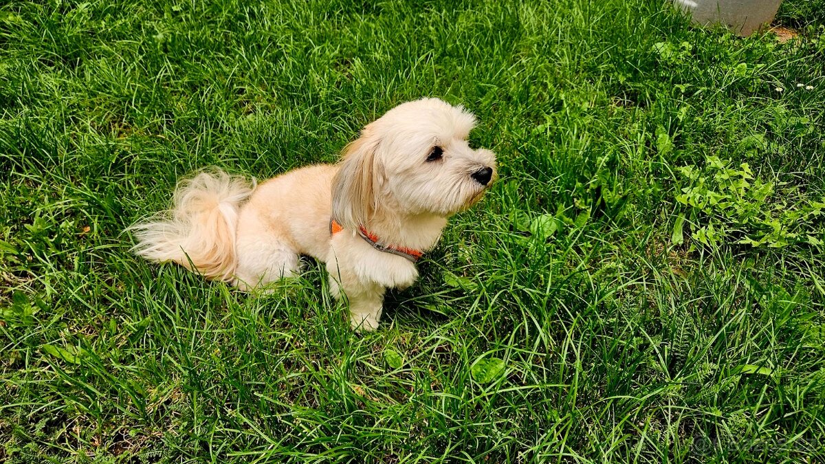 Prodám Havanský psík s PP - štěně 2 roky - 4