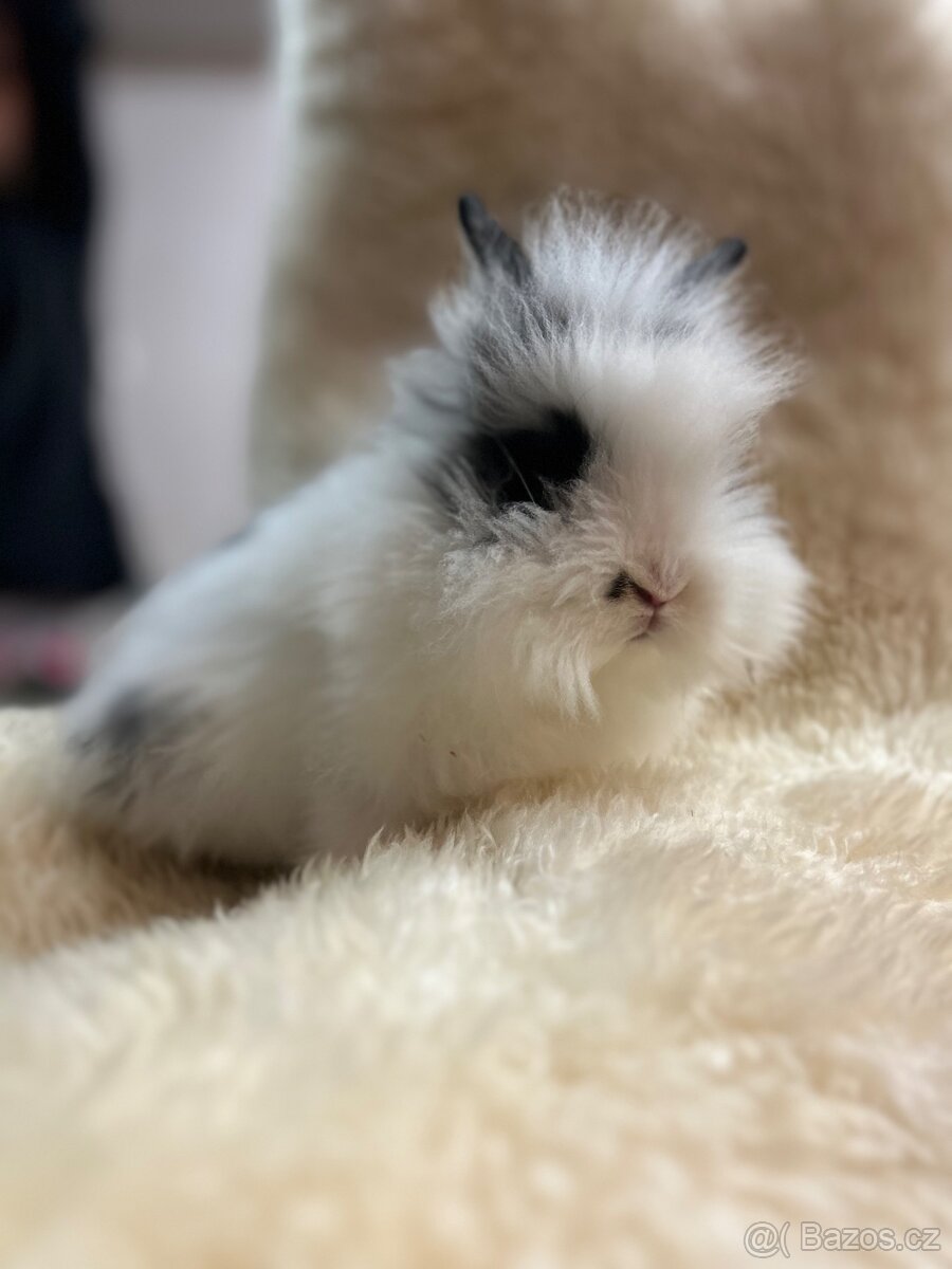 Prodám králíčky - 4