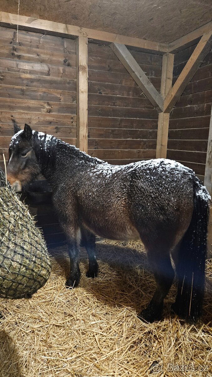 Pronájem pony s odvozem - 4