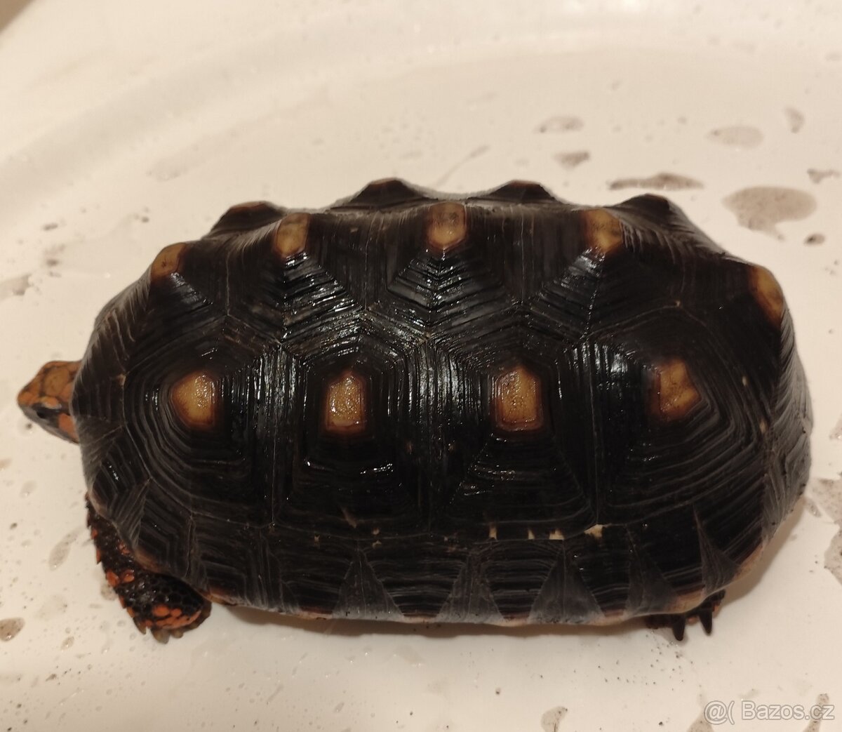 🐢 Prodám želvu uhlířskou – do dobrých rukou - 4