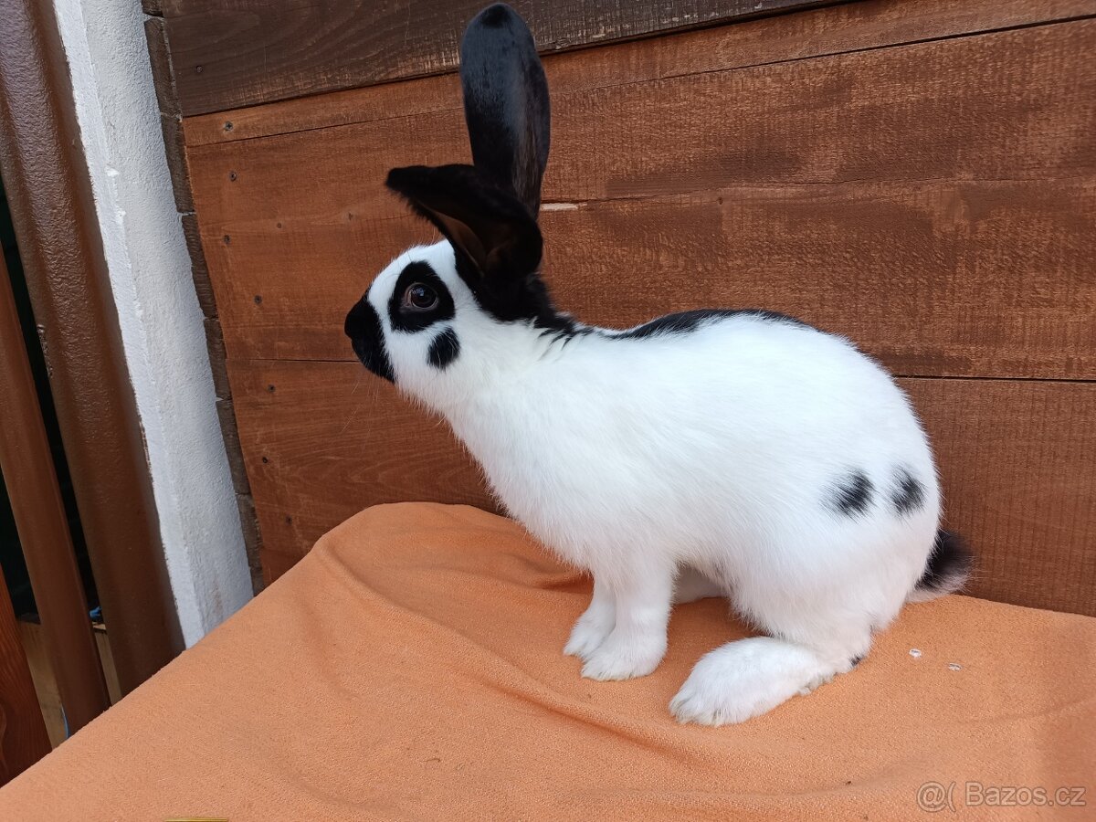 Německý Obrovitý Strakáč č 2 - 4