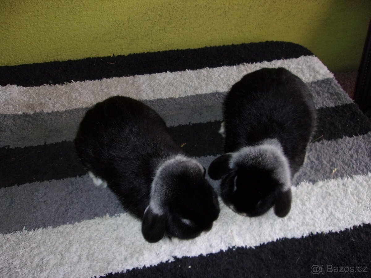 Zakrslý beran bílopesíkatý černý - 4