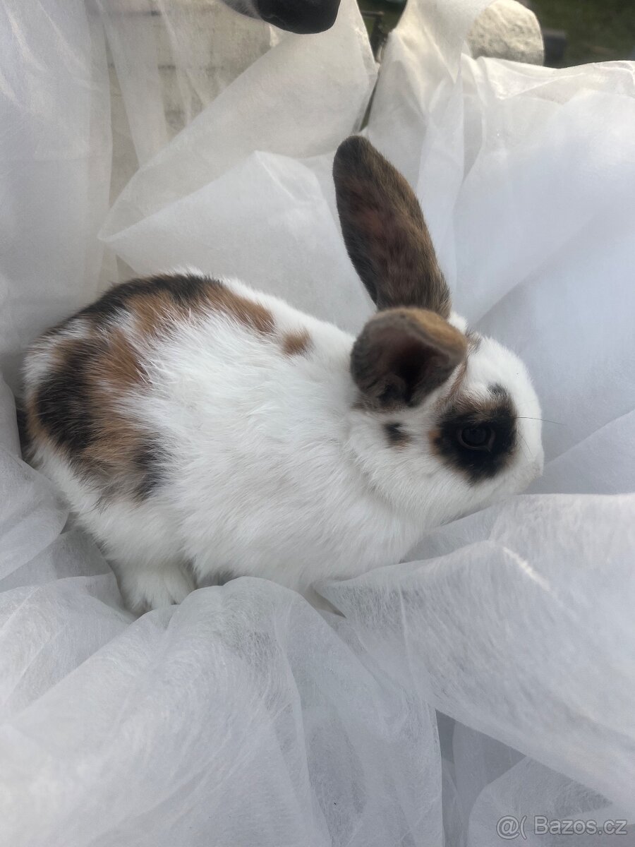 🐰 Rozkošní zakrslí beránci – holky & kluci, 9 týdnů 🐰 - 4