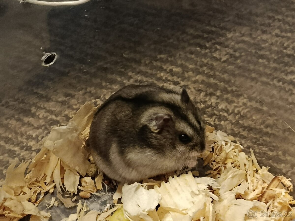 Křečík džungarský - 4