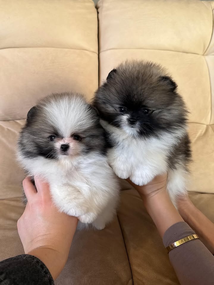 Šteniatka pomeranskeho špica - 4