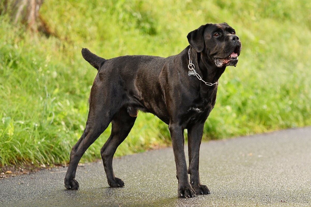 Cane Corso krytí - chovný černý pes - 4