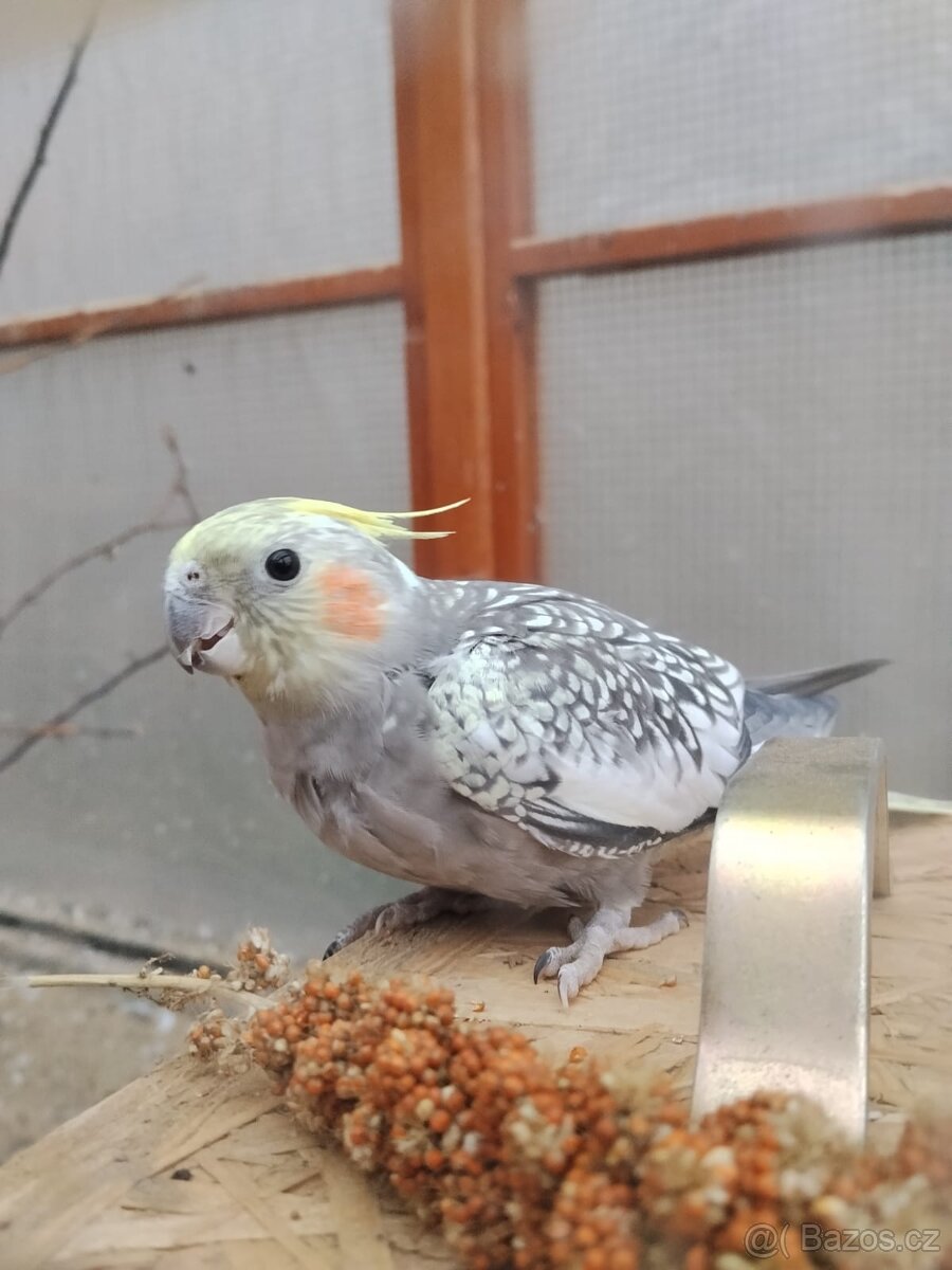 Korela chocholatá - 4