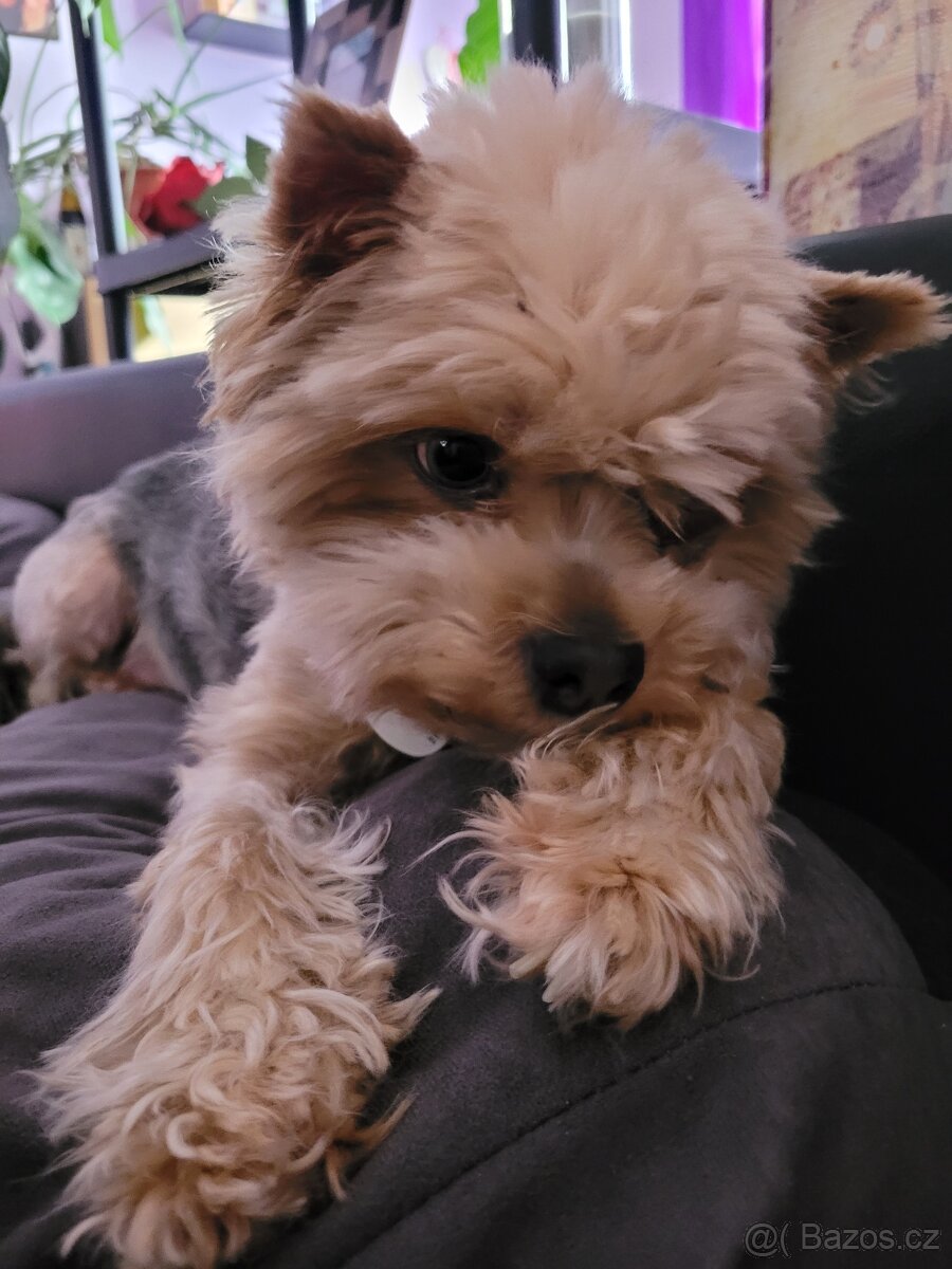 Jorkširský teriér - 4