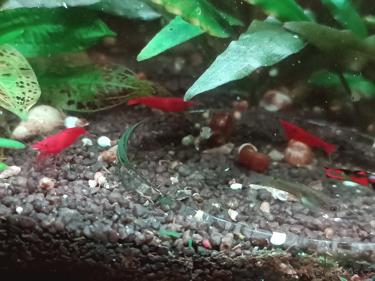 Krevetky Red Sakura - 4