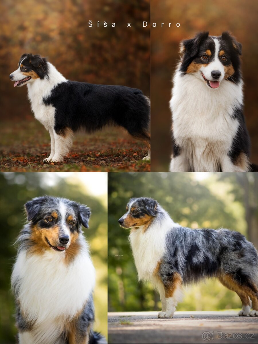 Australský ovčák s PP - 4