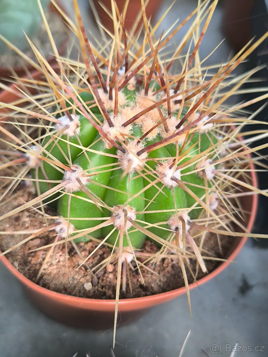 Kaktusy - 4
