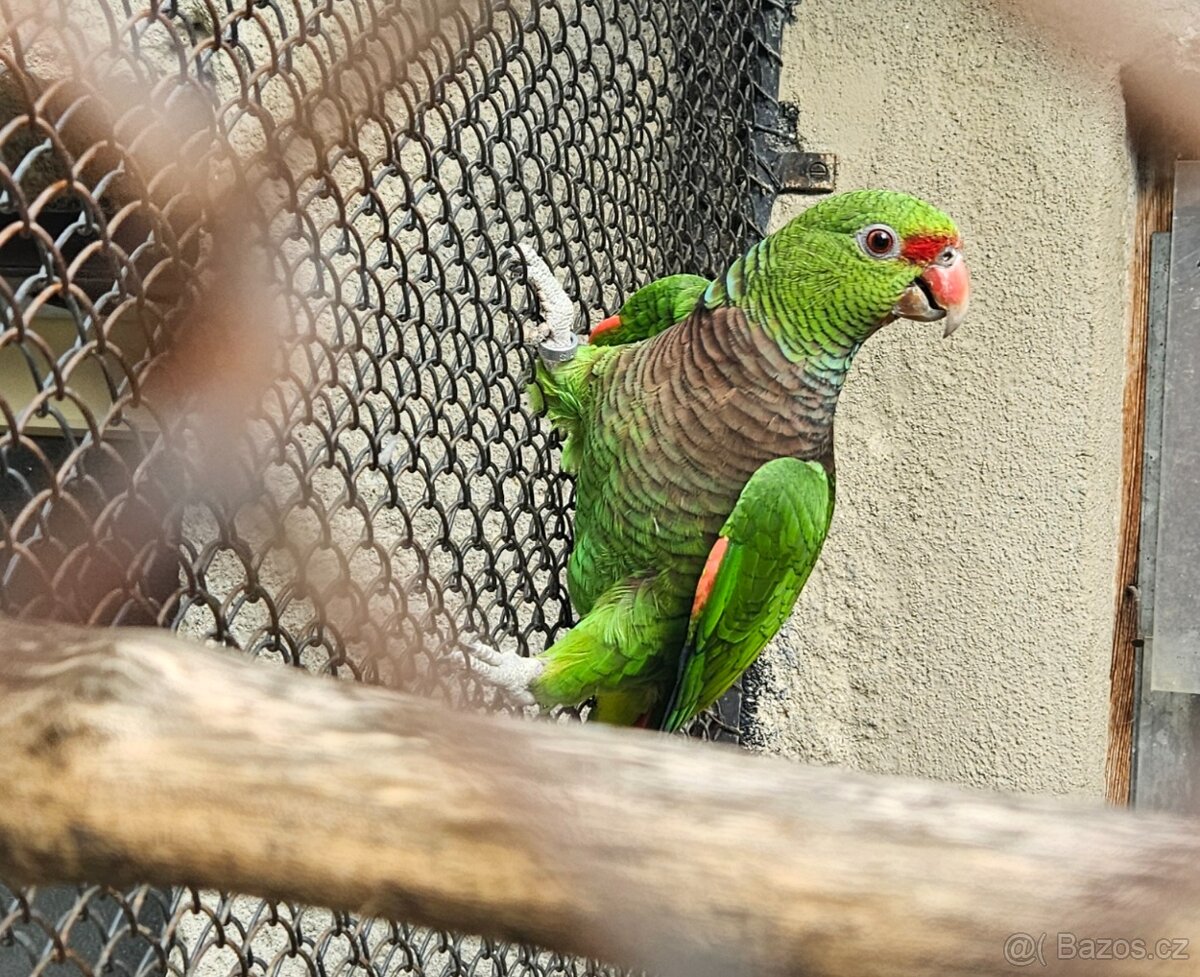 Prodám amazoňany žlutohlavé panamské,vínorudé - 4