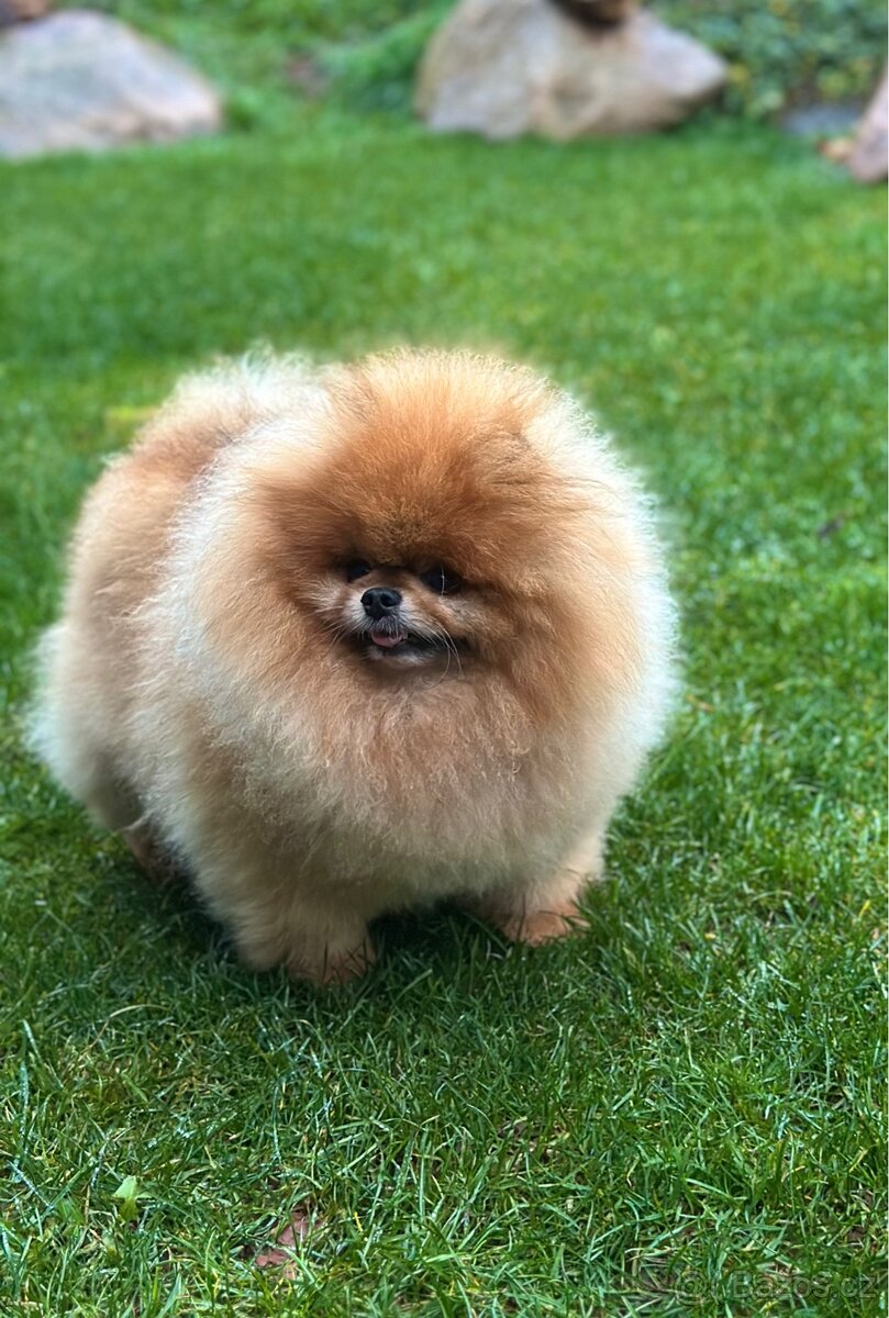 Pomeranian s PP FCI, pes - 4