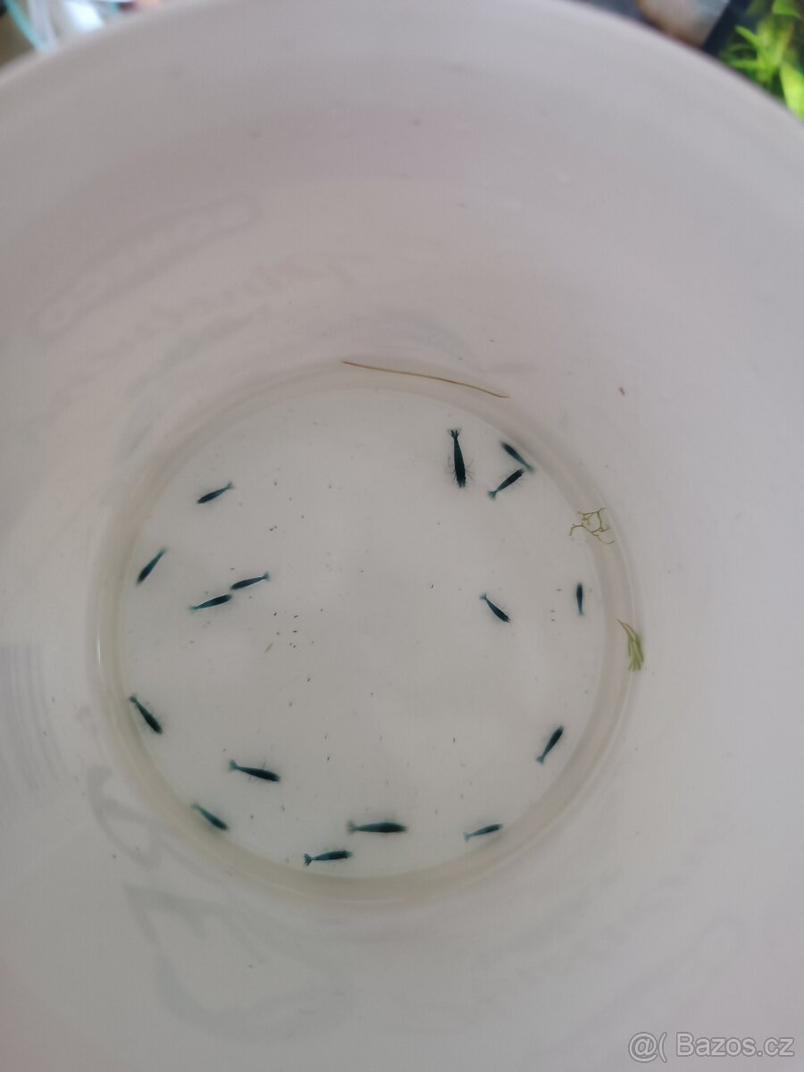 Krevetky Blue dream - 4