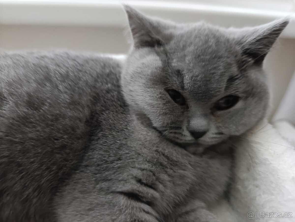 Britská kočička - 4