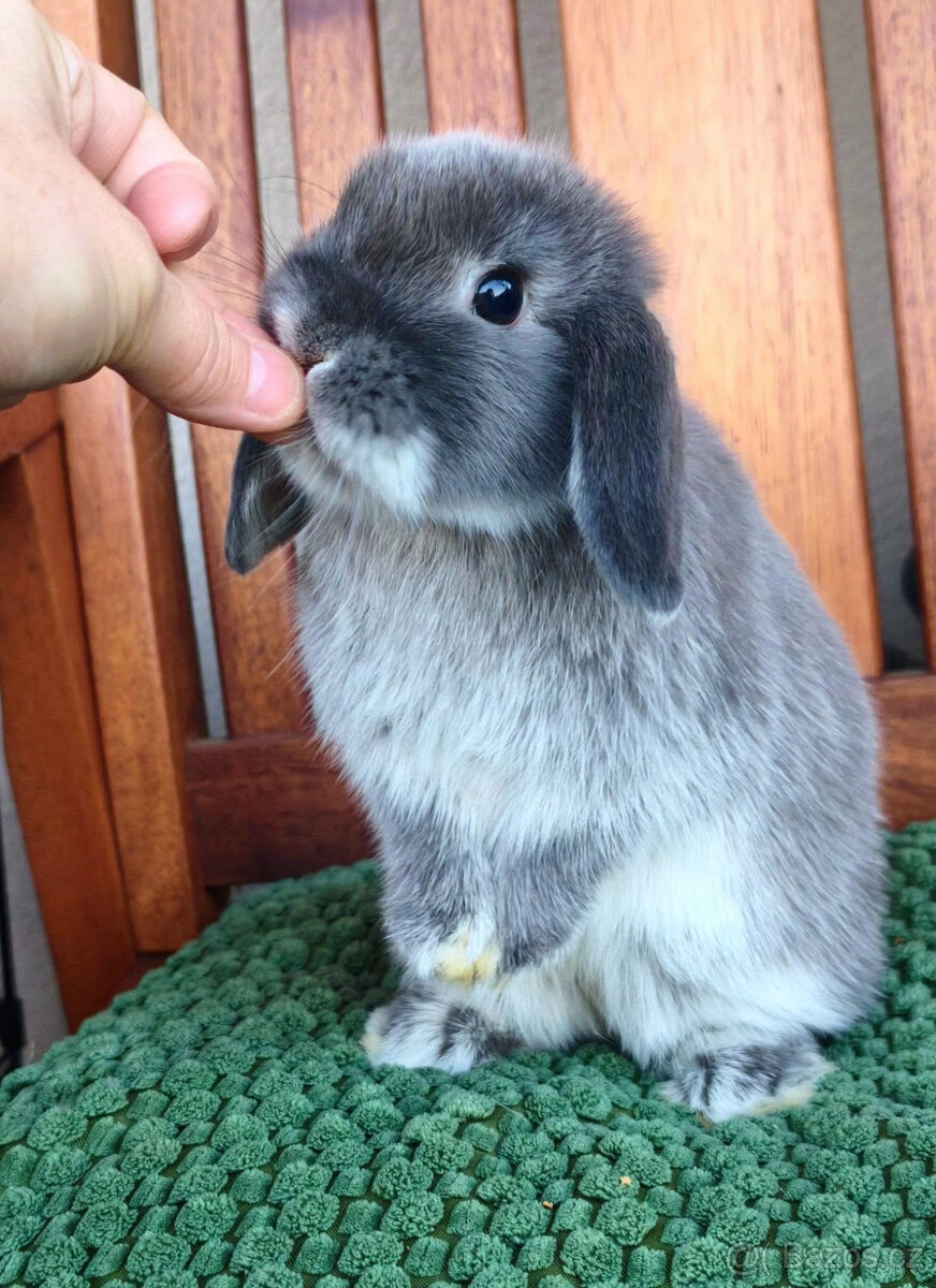 Zakrslý králíček MINILOP 🩷 holčička - 4