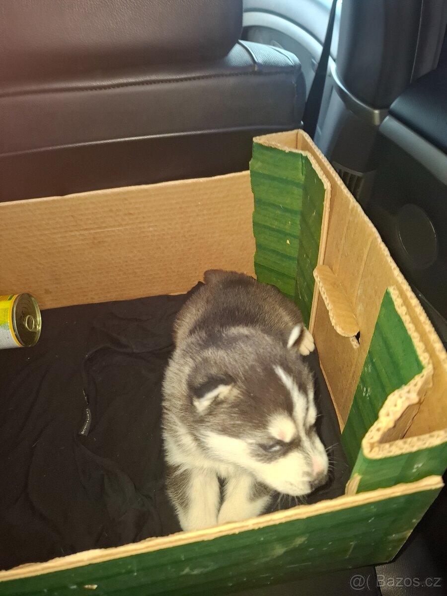 Sibiřský husky - 4