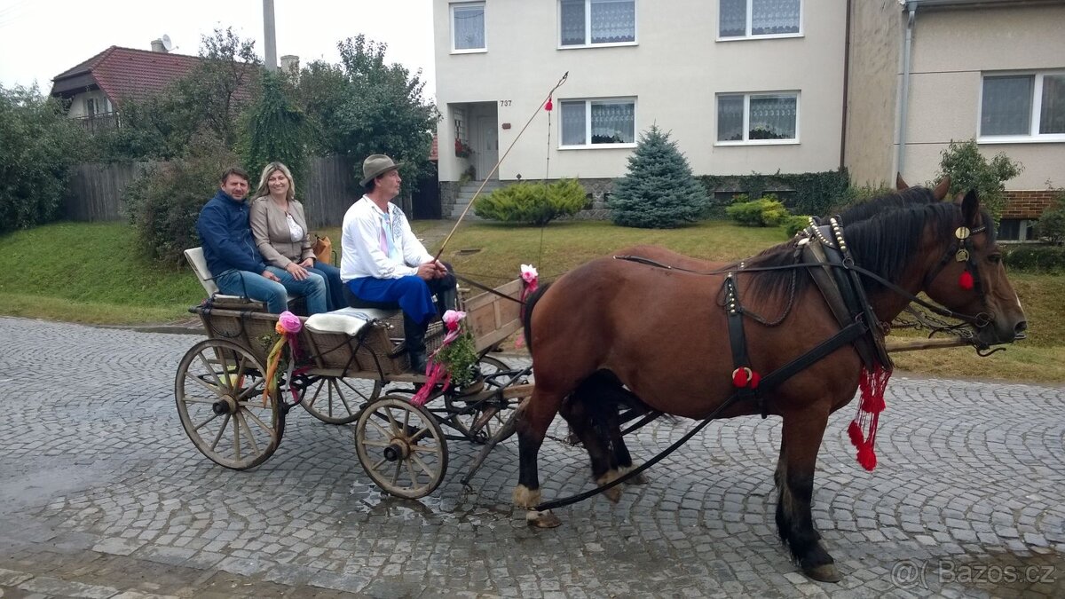 Bryčka košatina - 4