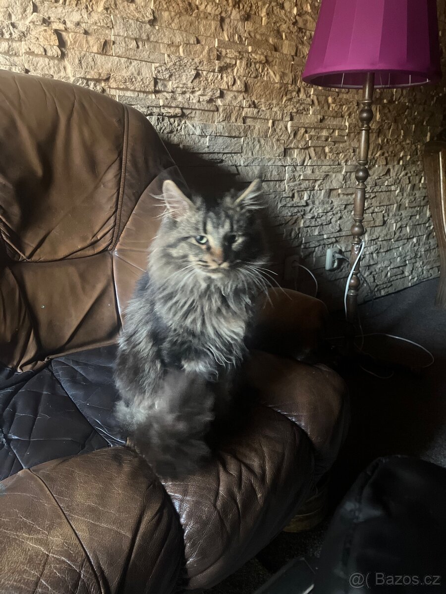 Koťata Mainská mývalí - 4