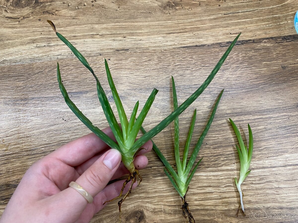 Aloe vera – velká rostlina + odnože - 4