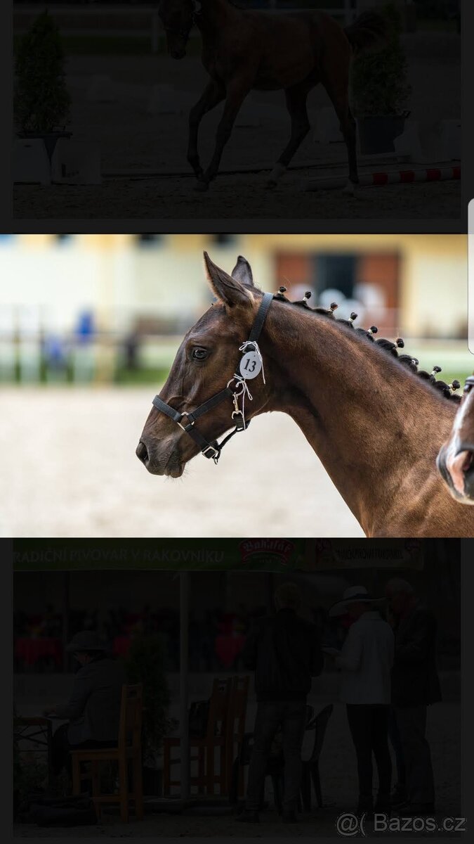 Valach kůň Kinský - 4