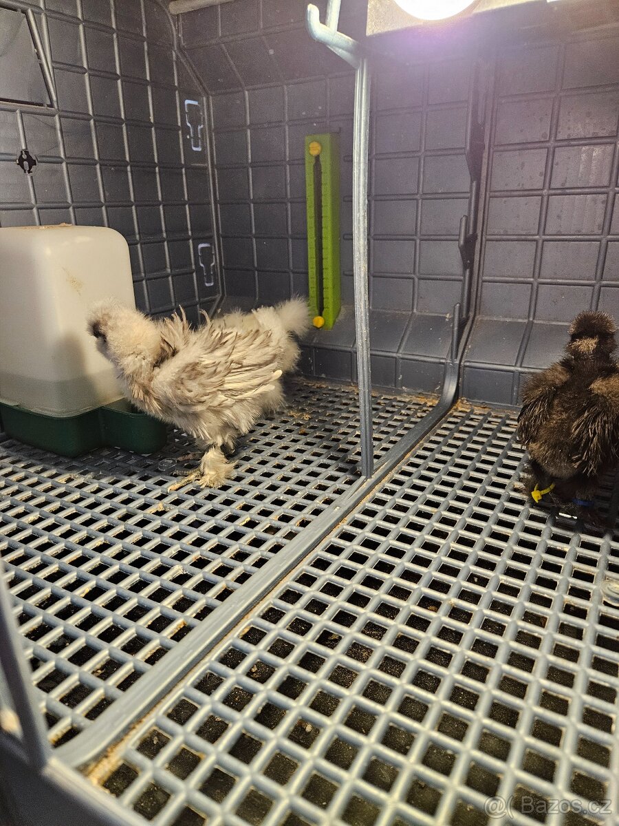 Hedvábničky USA kuřátka - 4