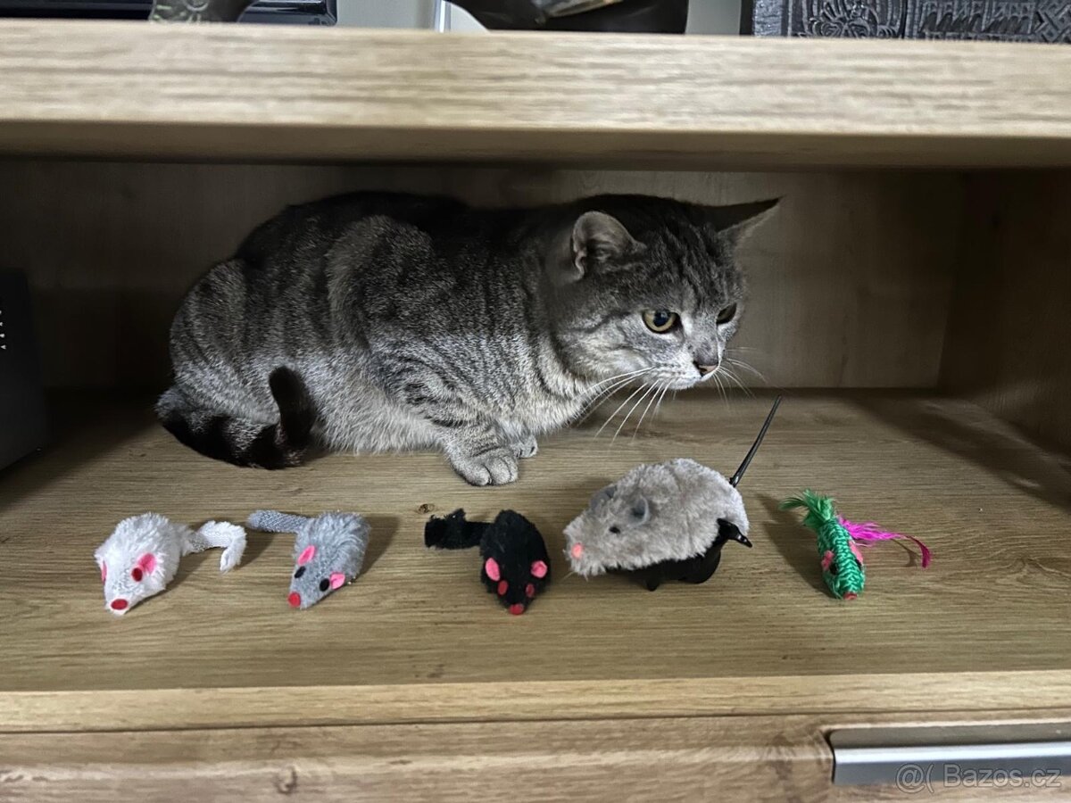 Darujeme kočku - 4