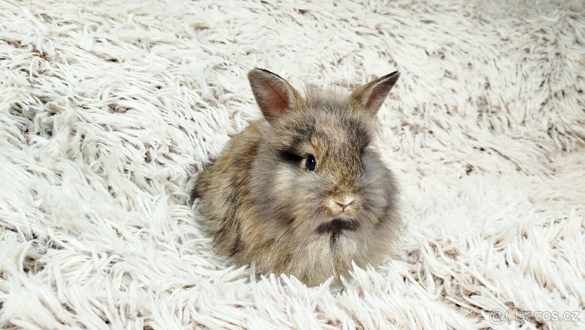 Zakrslý králík, králíček - HARRY - 4