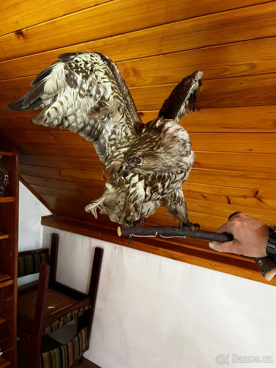 Trofeje -myslivost - 4