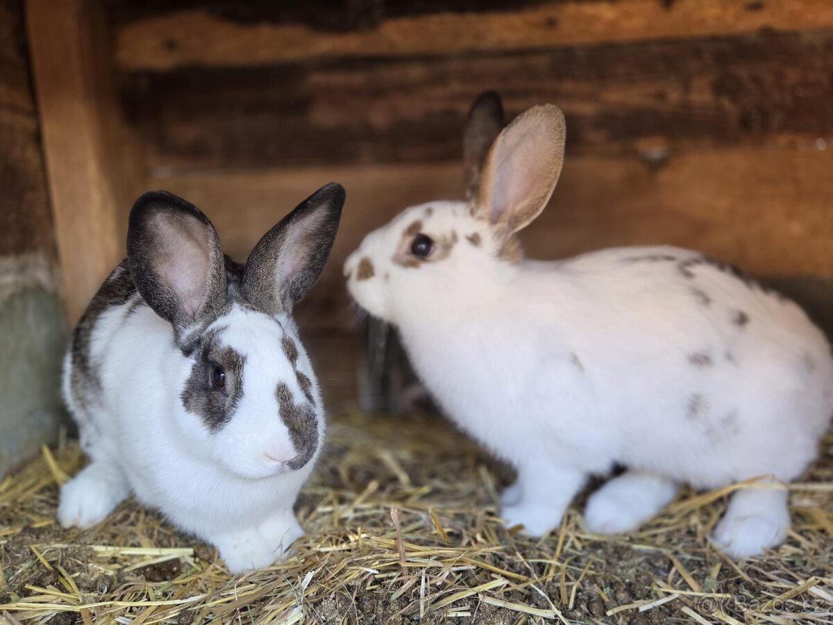 Samičky a samci Českého strakáče - 4