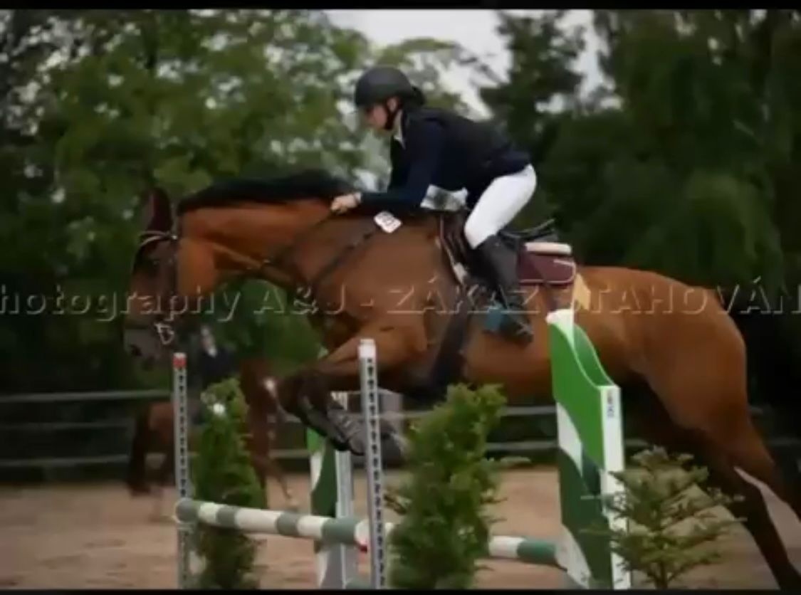 Prodám klisnu CS 15 let - 4