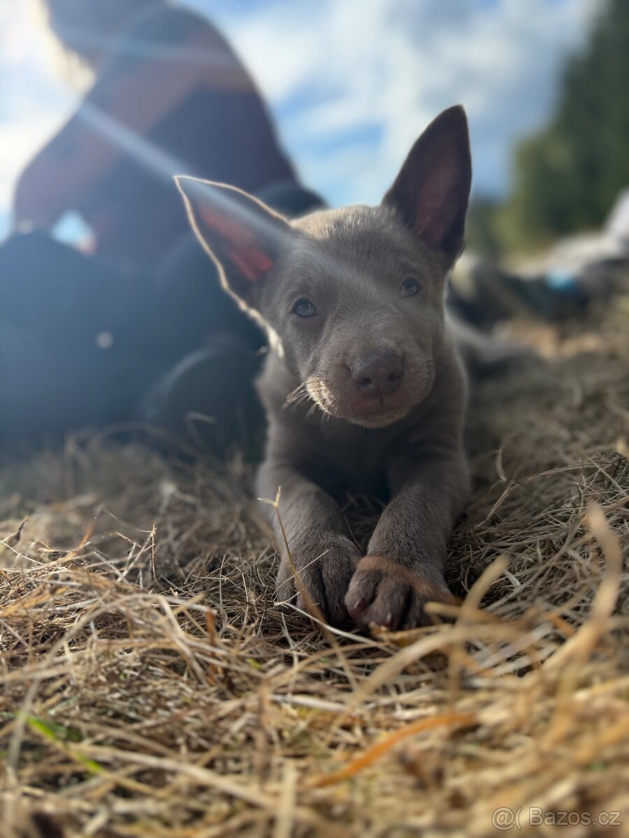 Australská kelpie - 4
