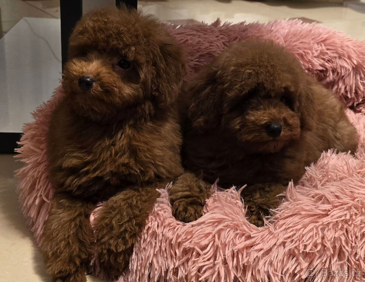 pudel 100% toy boy - 4