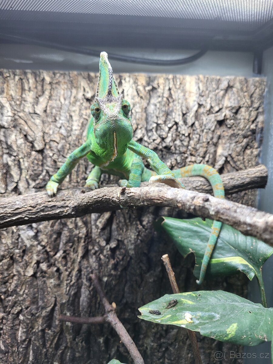 Chameleon jemenský - 4