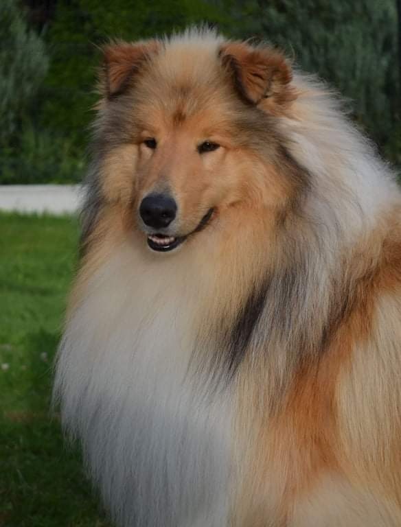 KOLIE DLOUHOSRSTA ZLATA - 4