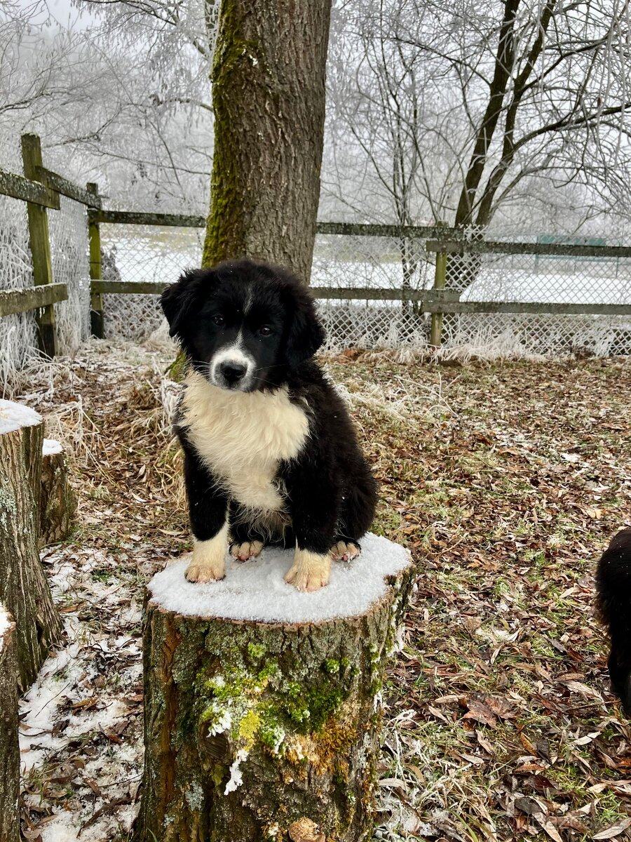 Miniaturní americký ovčák s PP - 4