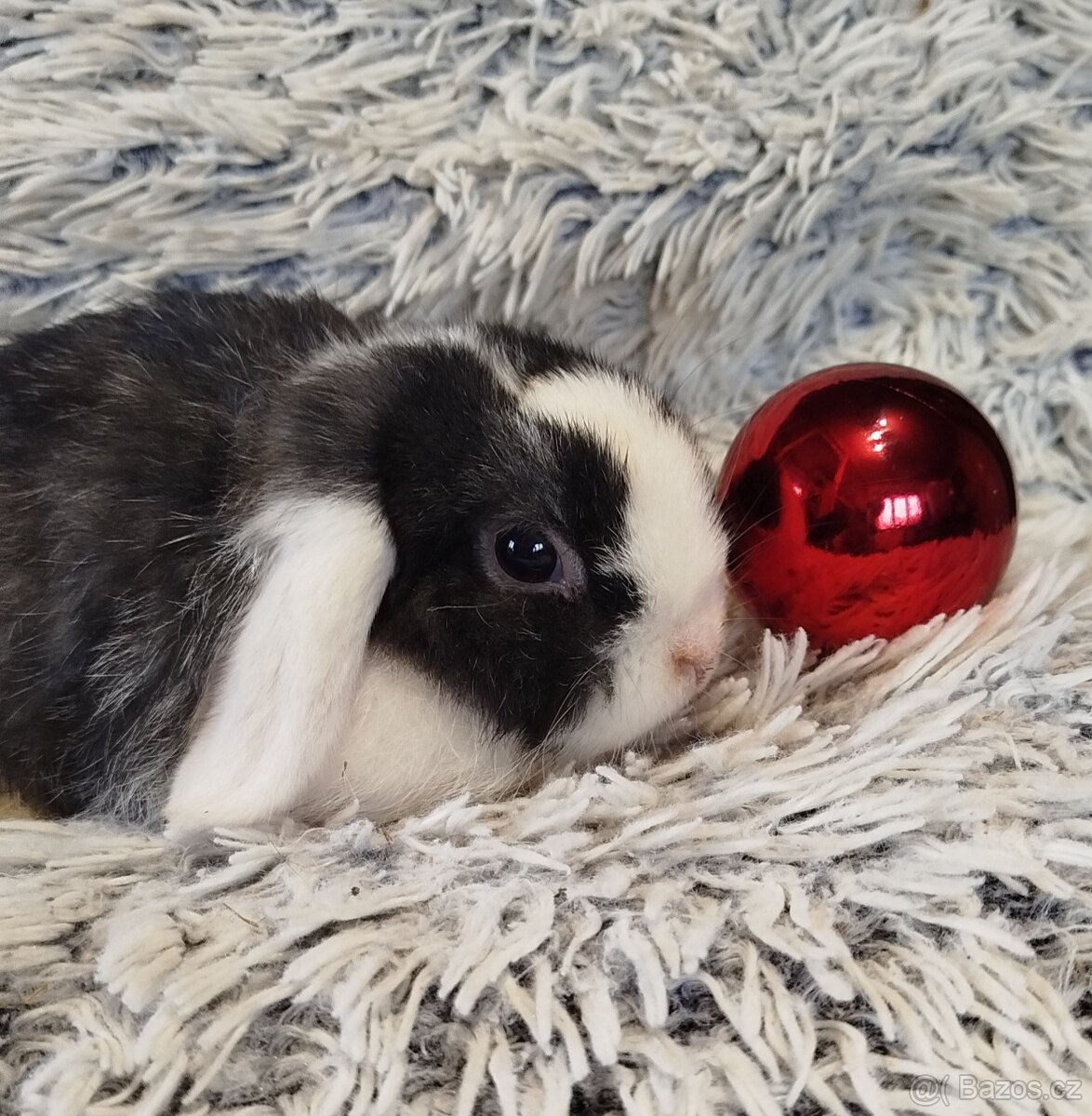 Minilop - anglický zakrslý beránek s VP - 4