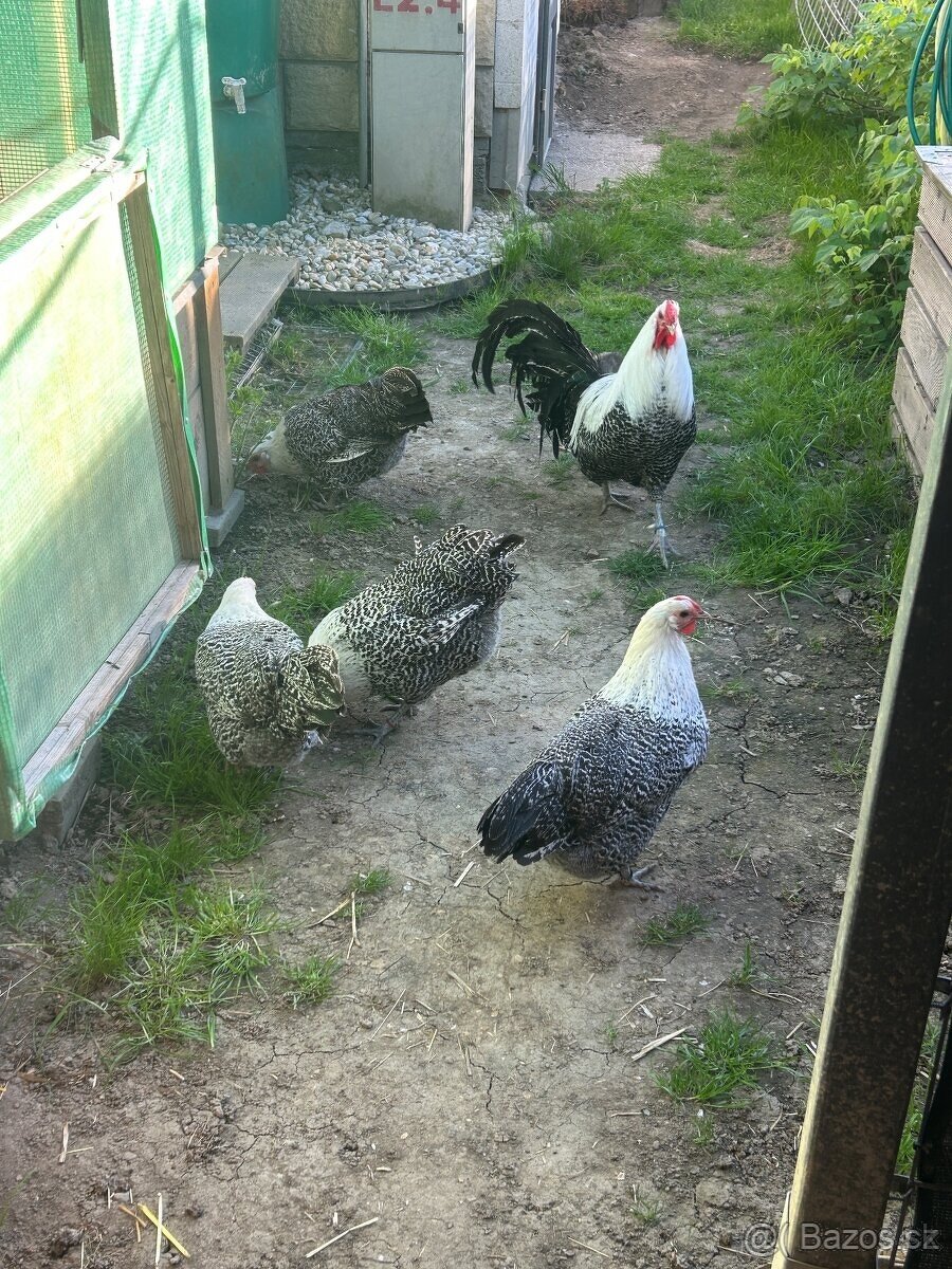 Vestfálská slepice - 4