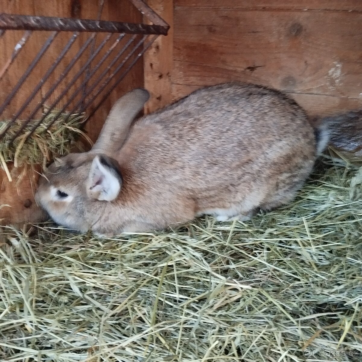 Prodej králíků - 4